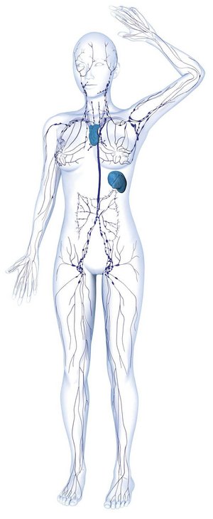 Illustration der Anatomie des Lymphsystems des menschlichen Körpers.
